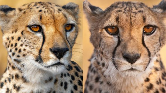 ქვიზი — შეგიძლიათ, განასხვაოთ ცხოველების AI-თი შექმნილი ფოტოები რეალურისგან?